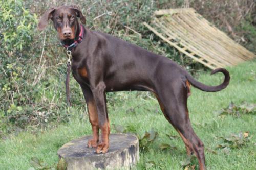 Rafthouse Honeytrap | Brown Doberman Pinscher