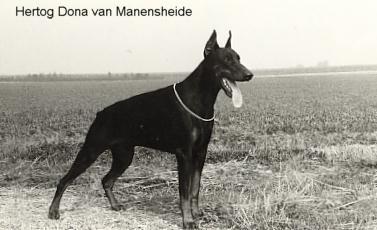 Hertog Dona v. Manensheide | Black Doberman Pinscher