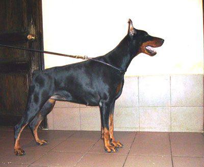 Bravada Bravo Piligrimas | Black Doberman Pinscher