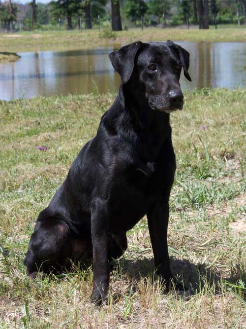 UH HRCH Cross Creek's Black Magic MH | BLK Labrador Retriver