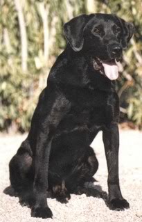 2xNAFC  2xCNAFC FC CFC Ebonstar Lean Mac | BLK Labrador Retriver