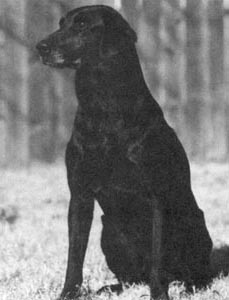 '84 NAFC FC AFC Trumarc's Zip Code (1993 Hall of Fame) | BLK Labrador Retriver