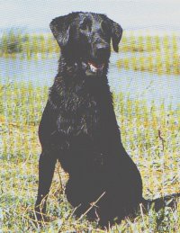 1976 NFC AFC San Joaquin Honcho  (2000 Hall Of Fame) | BLK Labrador Retriver