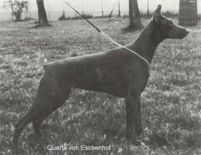 Quarta v. Eschenhof | Brown Doberman Pinscher