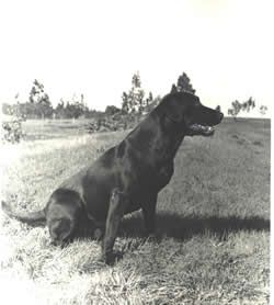 NAFC-FC Ray's Rascal (1993 Hall of Fame) | BLK Labrador Retriver