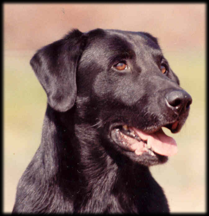 CNAFC CFC FC AFC Aces High III (1998 Hall of Fame) | BLK Labrador Retriver