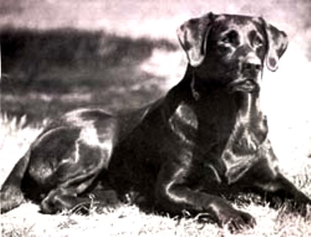 FC AFC Snake Eyes-Double or Nothin'  (1995 Hall of Fame) | BLK Labrador Retriver