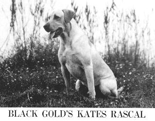 FC AFC Black Gold's Kates Rascal | YLW Labrador Retriver