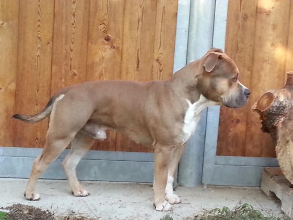 ARCHIE Blue Fire Diamond | American Staffordshire Terrier 