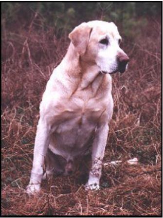 FC AFC Candlewoods M D Houston (1996 Hall of Fame) | YLW Labrador Retriver