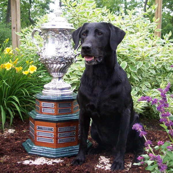 '03 NFC AFC FC Five Star General Patton | BLK Labrador Retriver