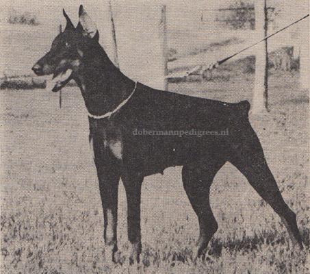 Athene v. Nymphenburg | Black Doberman Pinscher