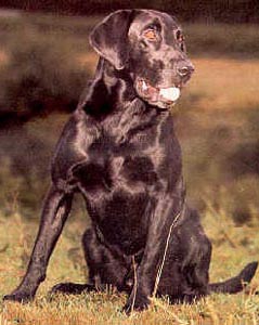 FC-AFC-CFC Trieven Thunderhead (1995 Hall Of Fame) | BLK Labrador Retriver