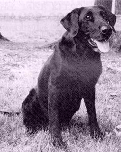 Super Powder QAA (1995 Hall Of Fame) | BLK Labrador Retriver