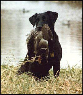 '80 NFC AFC FTCH Risky Business Ruby  (1993 Hall Of Fame) | BLK Labrador Retriver