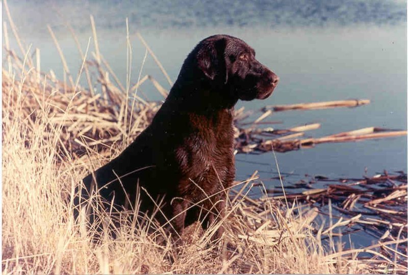 FTCH AFTCH  Pachanga Magnum Force | CHOC Labrador Retriver