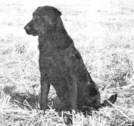 FC-AFC Trumarc's Raider (1995 Hall Of Fame) | BLK Labrador Retriver