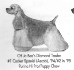 Jo-Bea's Diamond Trader | American Cocker Spaniel 