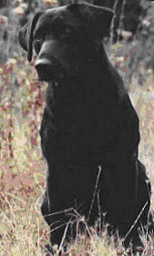 FC AFC Nakai Anny 1995 Hall of Fame | BLK Labrador Retriver