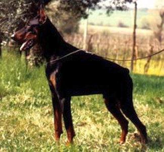 Quarz del Littorio | Black Doberman Pinscher