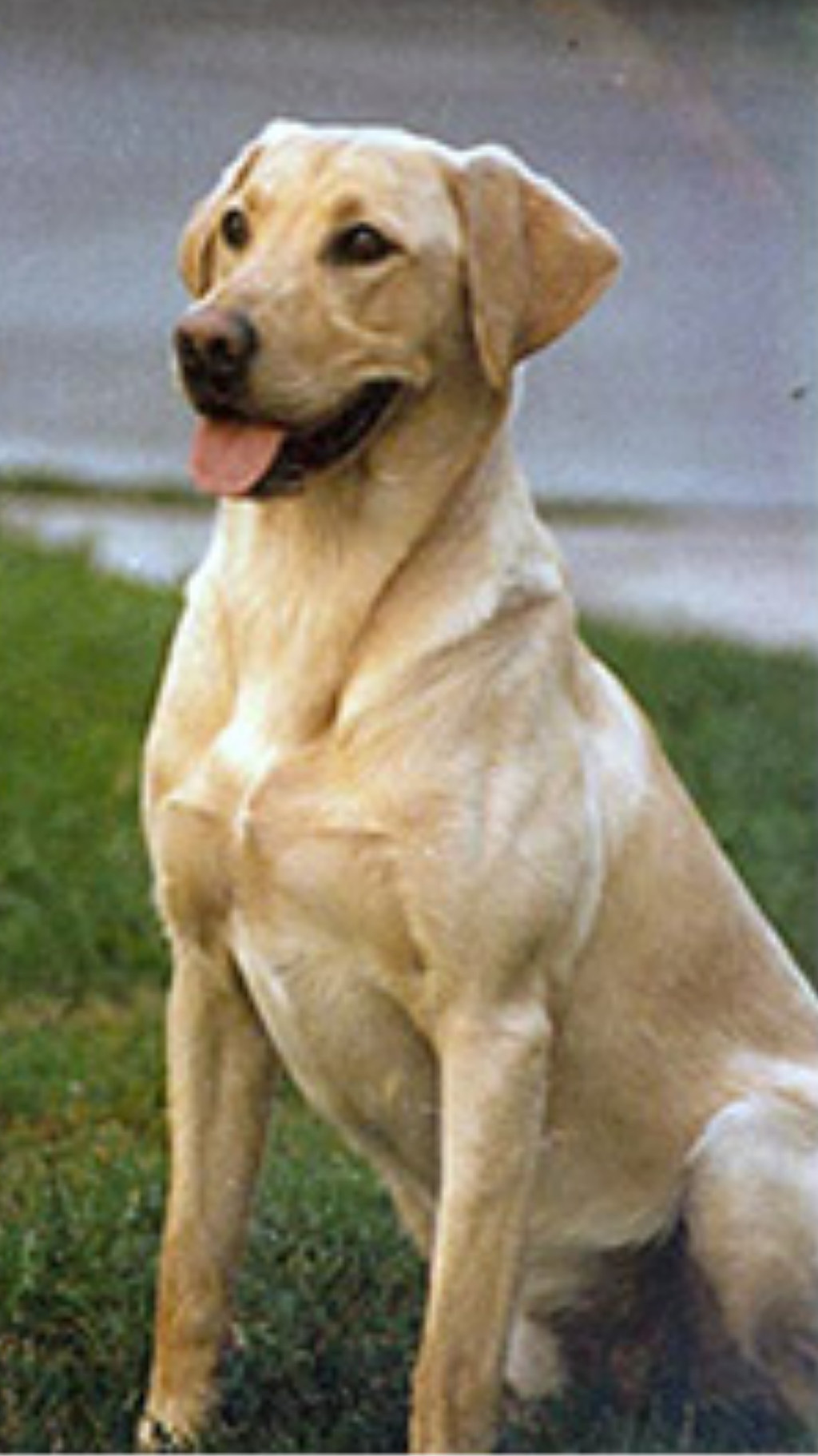 FC AFC  Hilltop's Hayseed | YLW Labrador Retriver