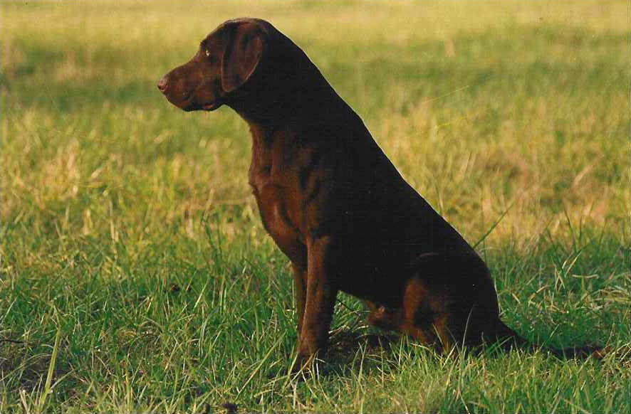 FC AFC CFC CAFC Barracuda Blue MH | CHOC Labrador Retriver