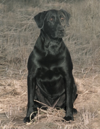 FC AFC Creek Robber (2012 Hall of Fame) | BLK Labrador Retriver