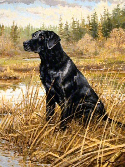 FC AFC Code Blue (2000 Hall of Fame) | BLK Labrador Retriver