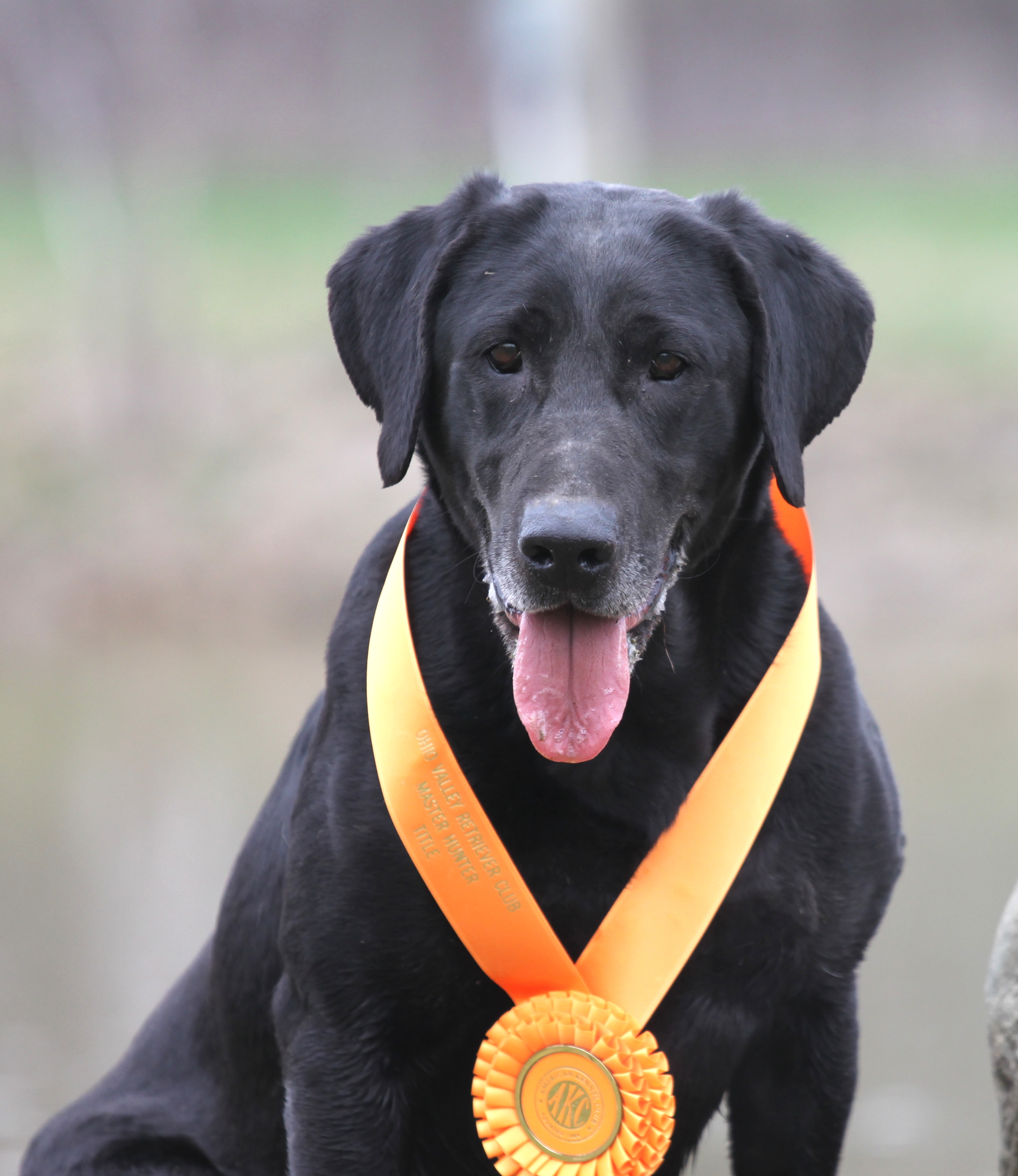 HRCH UH Wolf Creek's Candlewood Victory MH | BLK Labrador Retriver