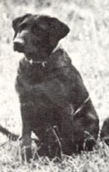 FC Decoy of Arden | BLK Labrador Retriver