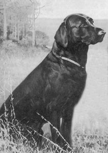 NFC Tar of Arden | BLK Labrador Retriver