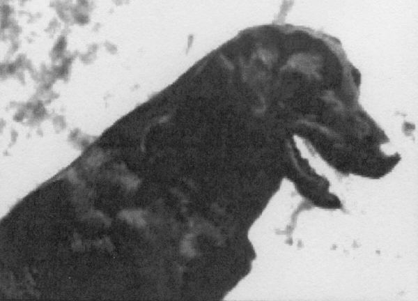 FC-AFC Paha Sapa Chief II (1993 Hall Of Fame) | BLK Labrador Retriver