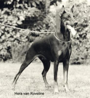 Hera v. Roveline | Black Doberman Pinscher