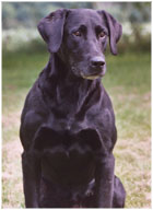 Esprit's Out Of The Woods QAA | BLK Labrador Retriver