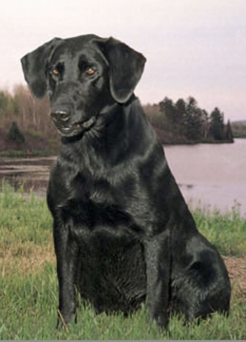 2000 NFC FC AFC Maxx's Surprise | BLK Labrador Retriver