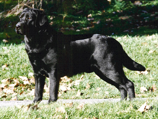 CH Dickendall Arnold | BLK Labrador Retriver