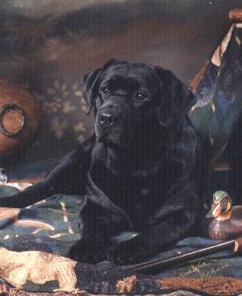 CH Lobuff's Bare Necessities CD JH | BLK Labrador Retriver