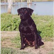 FC AFC FTCH AFTCH Tiger Mcbunn | BLK Labrador Retriver