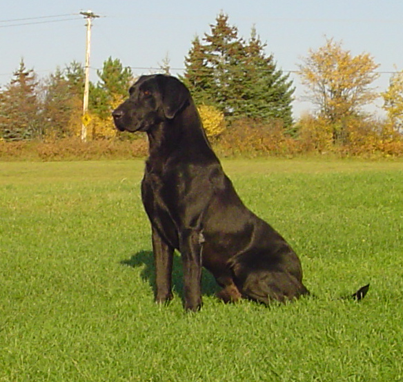 FC AFC CAFC Chena River Chavez | BLK Labrador Retriver