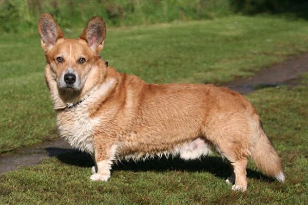 Enrico the Dog's Cabaret | Cardigan Welsh Corgi 