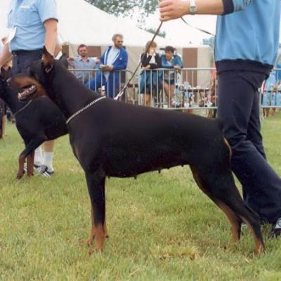 Farah v.d. Guskeshoeve | Black Doberman Pinscher