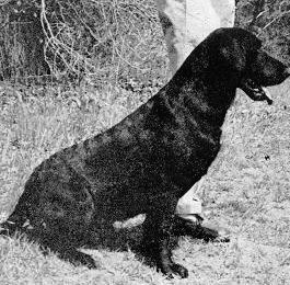 1966 & 1969 NFC  Whygin Cork's Coot | BLK Labrador Retriver