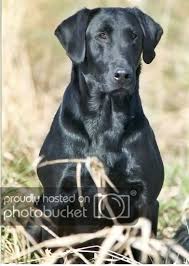 2005 NFC AFC Clubmead's Road Warrior  (2014 Hall Of Fame) | BLK Labrador Retriver