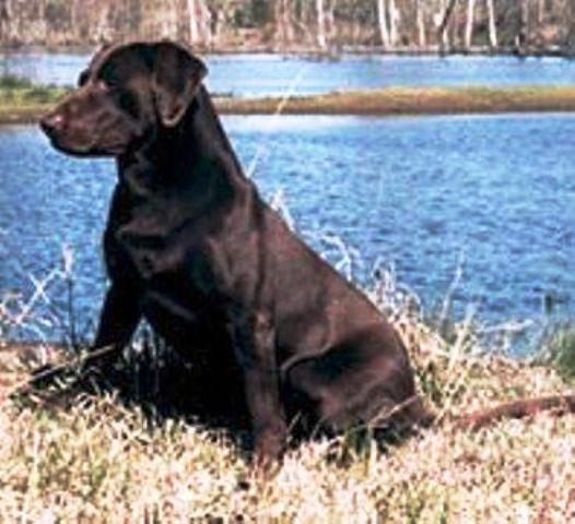 HRCH UH Candlewoods Cash On The Line QAA | CHOC Labrador Retriver