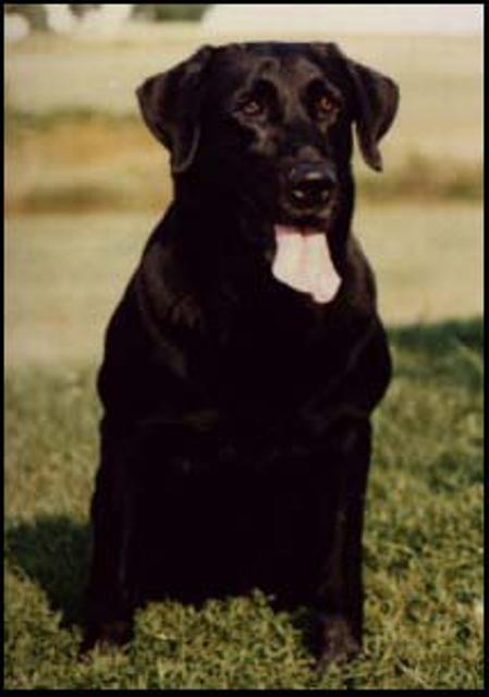 FC AFC River Oaks Way-Da-Go Rocky | BLK Labrador Retriver