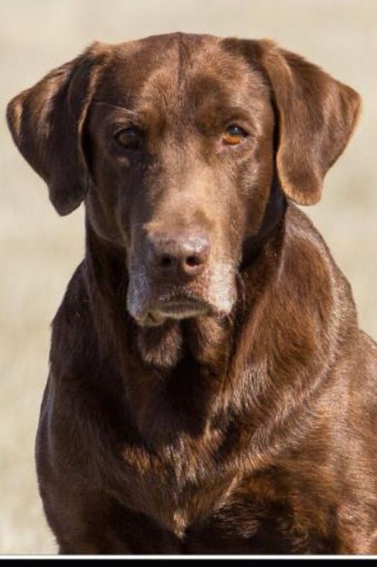 FC AFC Wing Magic's Louisiana Roux MH | CHOC Labrador Retriver