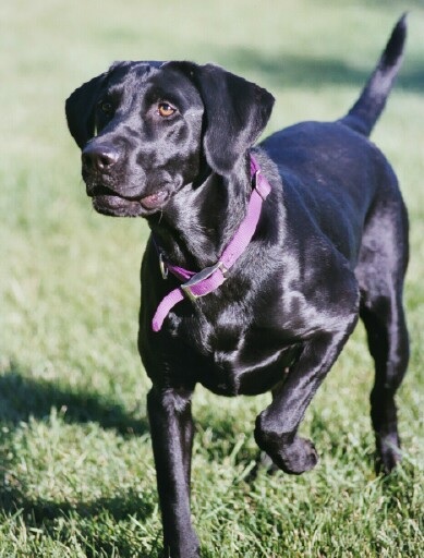 Way-Da-Go Answered Prayer | BLK Labrador Retriver