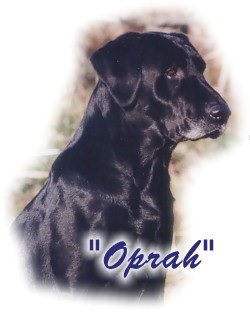 AFC Candlewood's Oprah Win-For-Me | BLK Labrador Retriver