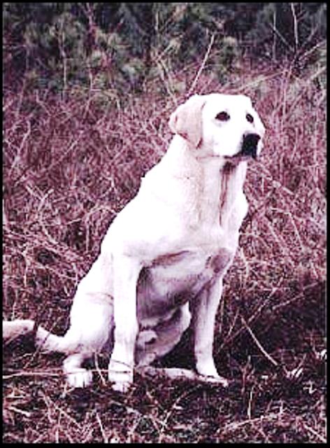 '93 NAFC FC M D's Cotton Pick'n Cropper (2016 Hall Of Fame) | YLW Labrador Retriver