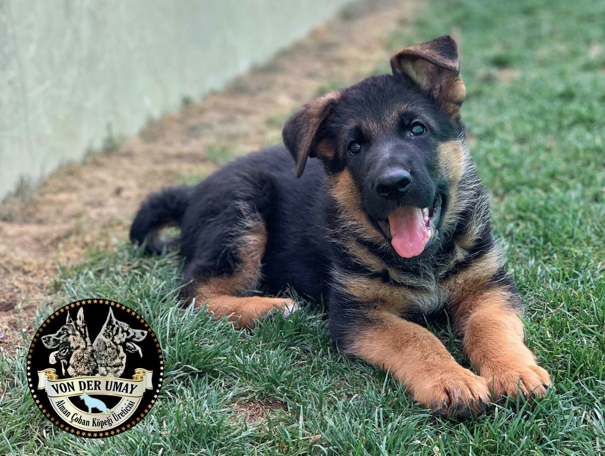 BÖRÜ VON DER UMAY | German Shepherd Dog 